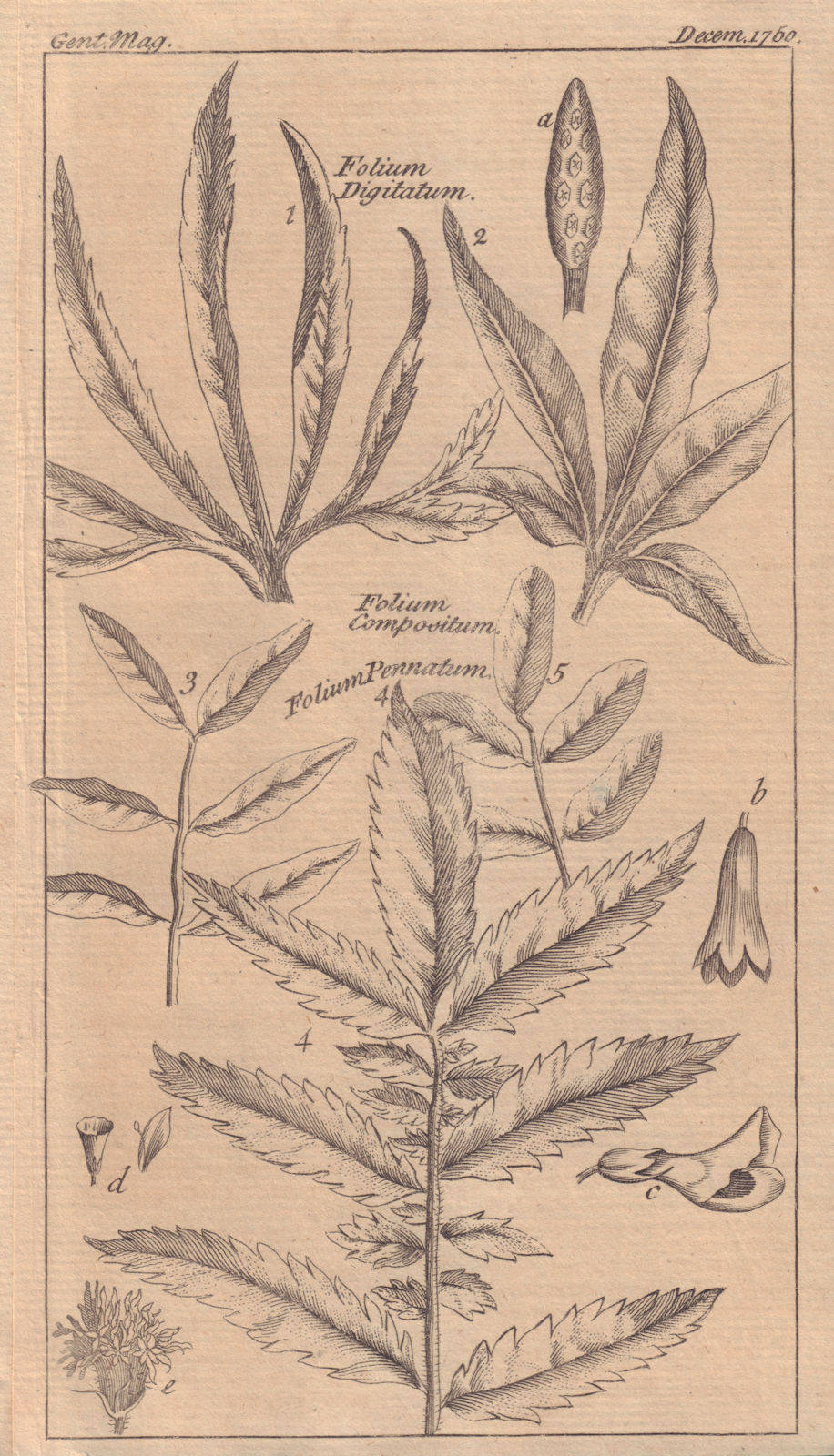 Ten Figures of Flowers and Leaves, explanatory of the names thereof 1750 print