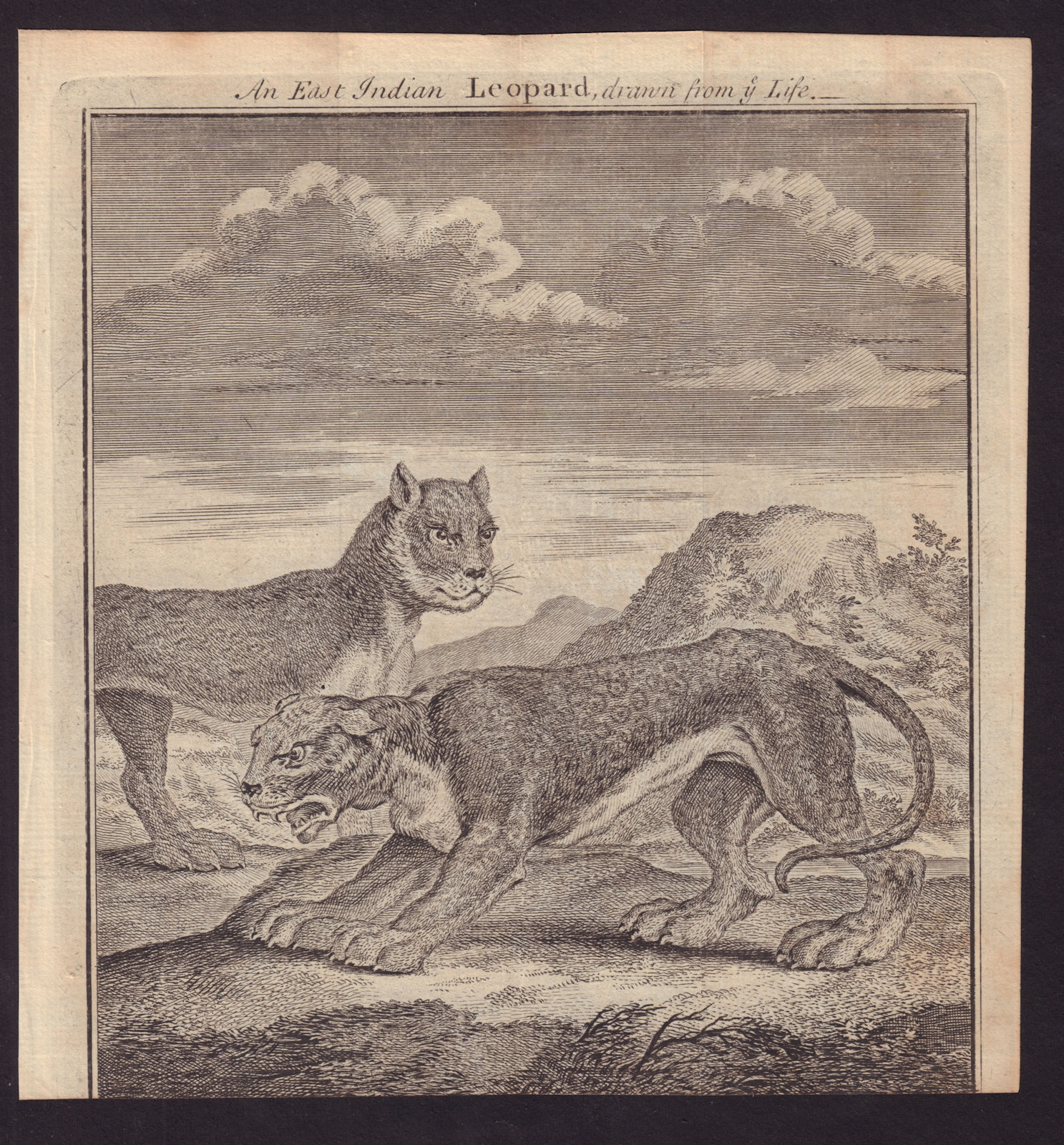 An East Indian Leopard, drawn from ye life. GENTS MAG 1750 old antique print