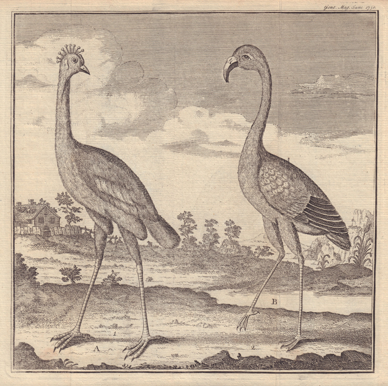 Green Crow Bird (Crowned Crane) Ardea Pavnina. Flammant or Flamingo 1750 print