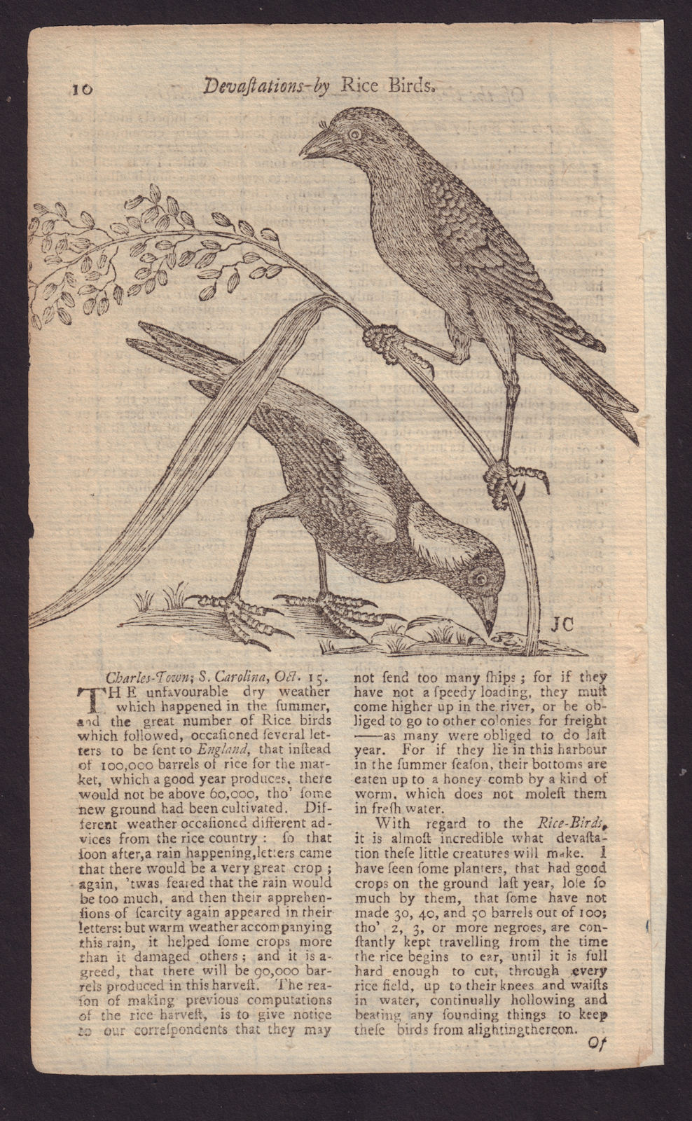Devastations by Rice Birds of the Carolinas. GENTS MAG 1751 old antique print