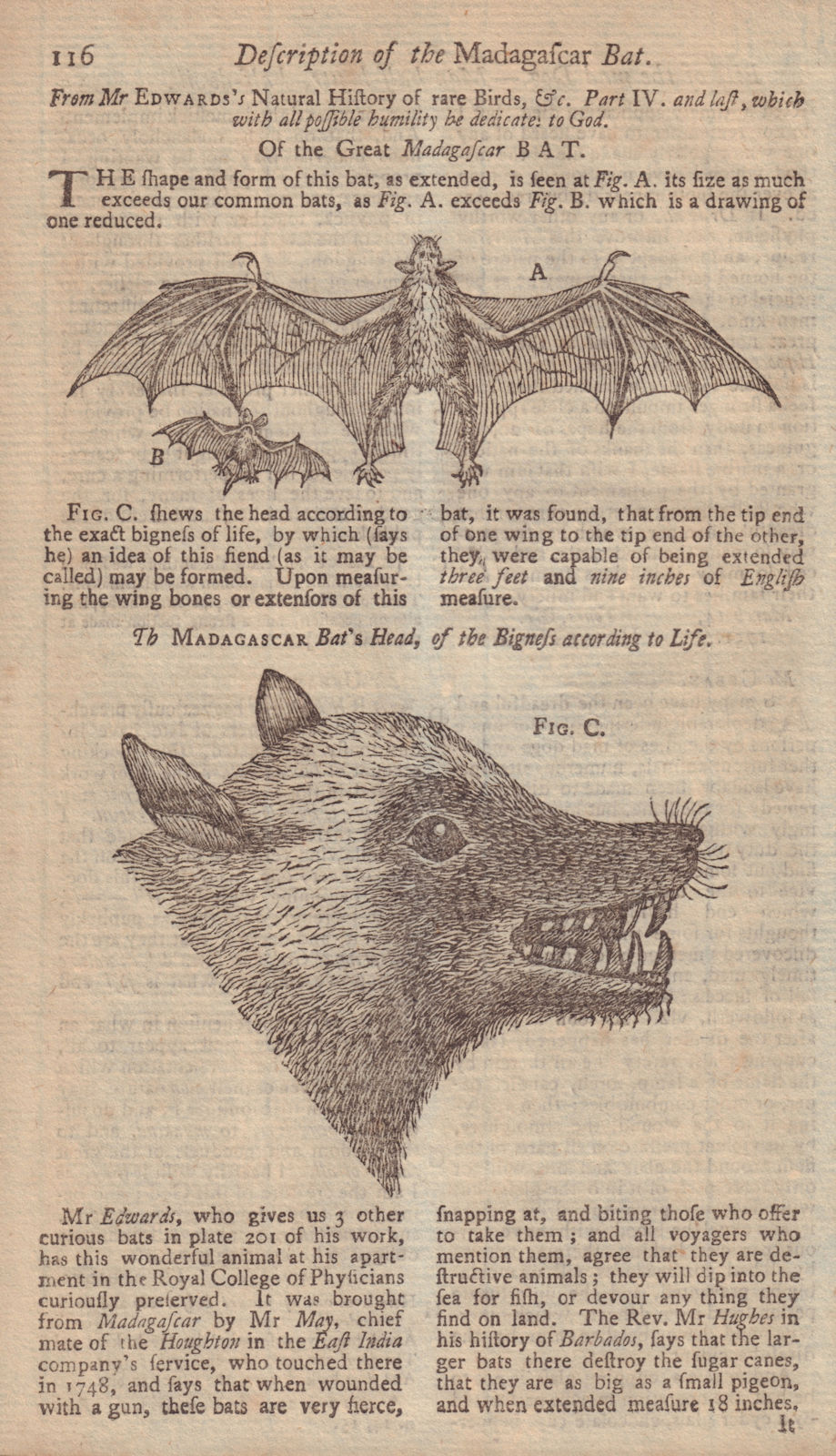 Associate Product Description of the Madagascar Bat. GENTS MAG 1751 old antique print picture