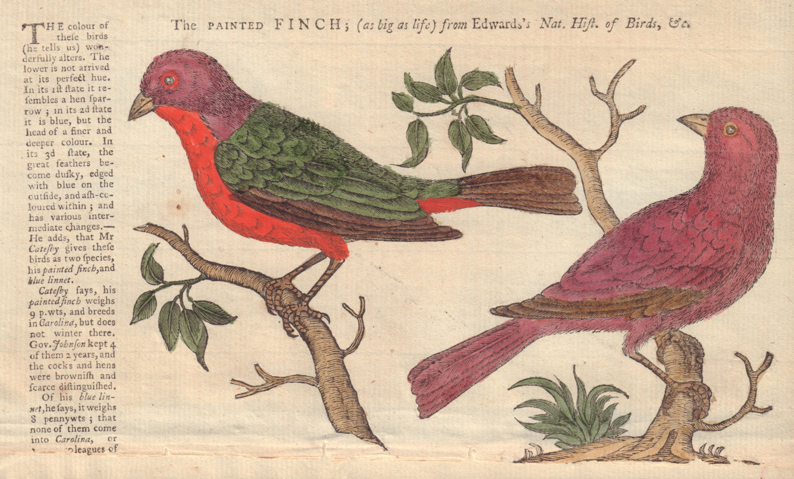 Associate Product The Painted Finch and Blue Linnet from Edwards. GENTS MAG 1752 old print