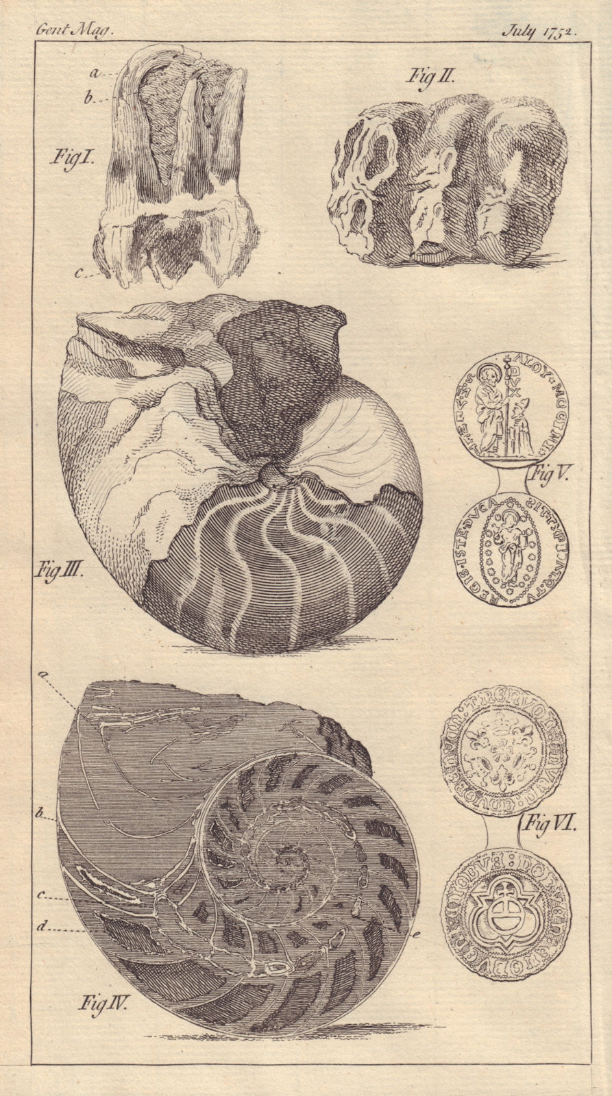 Fossil Teeth, Nautilus. Aloysus Doge of Venice gold coin. Nuremberg Counter 1752