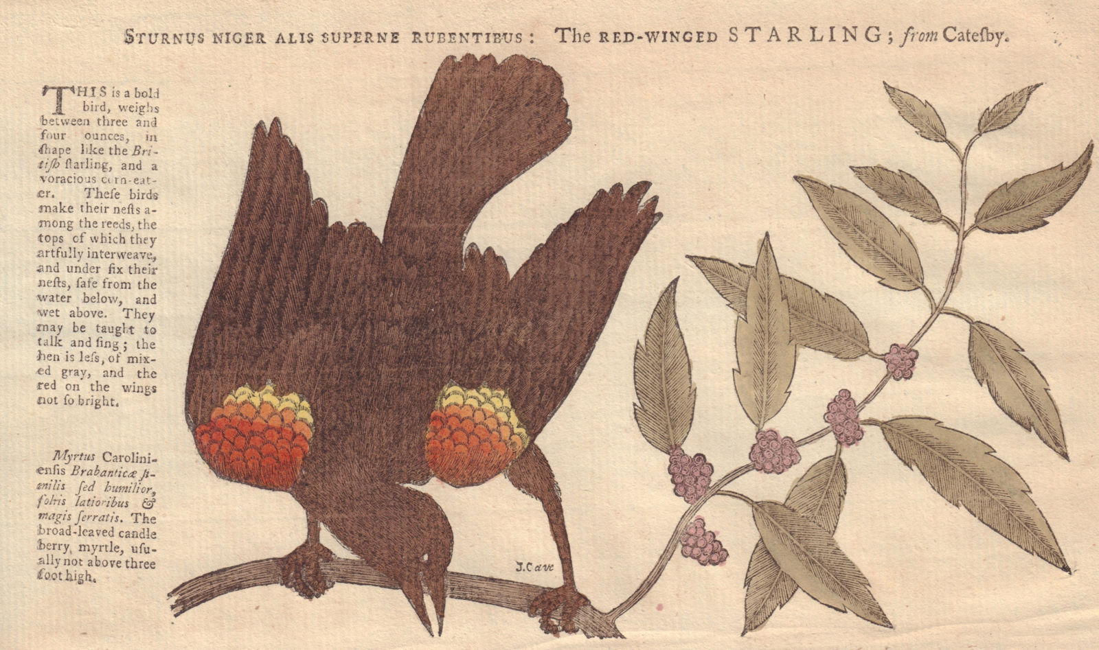 Associate Product Sturnus Niger Alis Superne Rubentibus: Red-Winged Starling from Catersby 1752