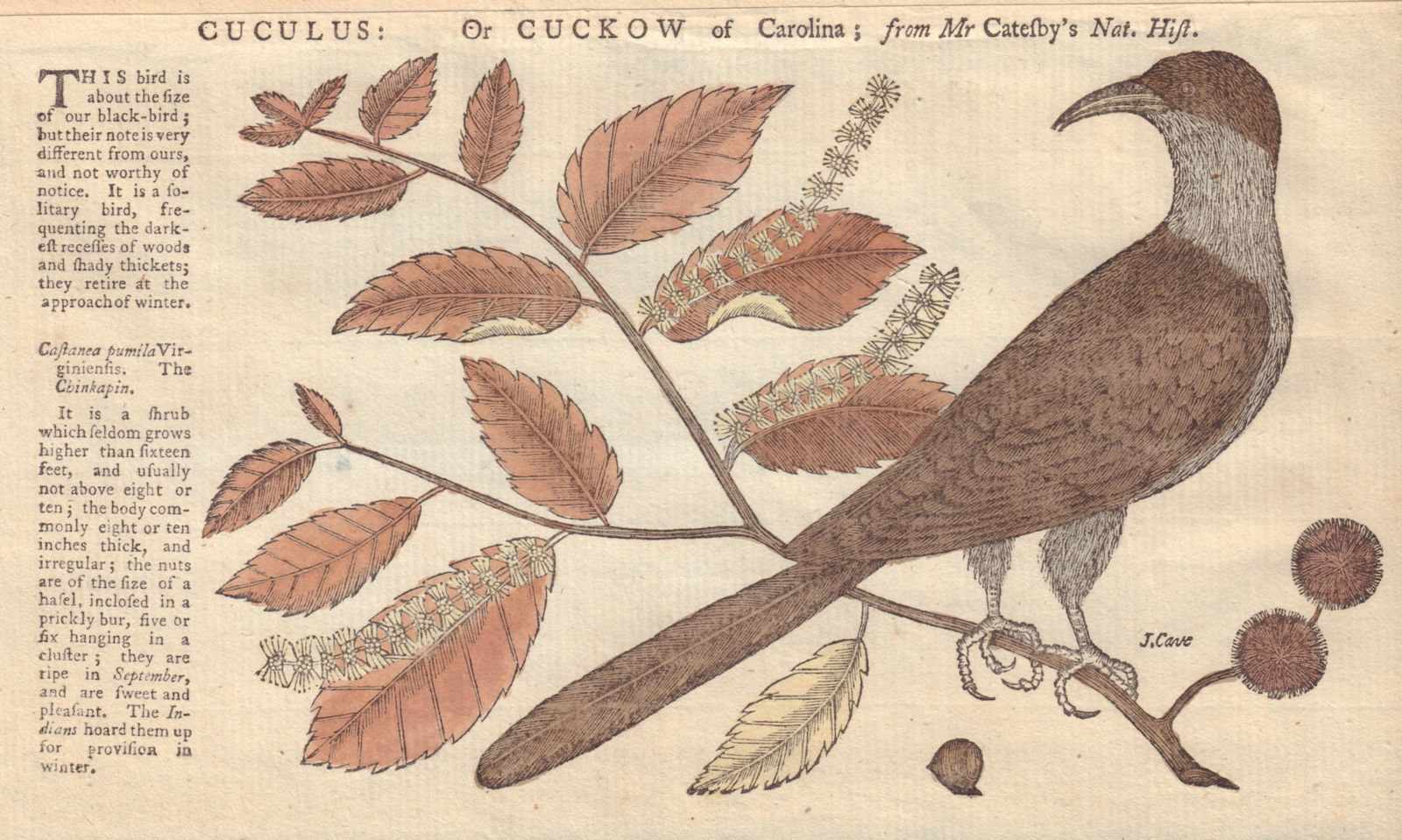 Associate Product Cuculus: or Cuckow (Cuckoo) of Carolina; from Mr Catesby. GENTS MAG 1752 print