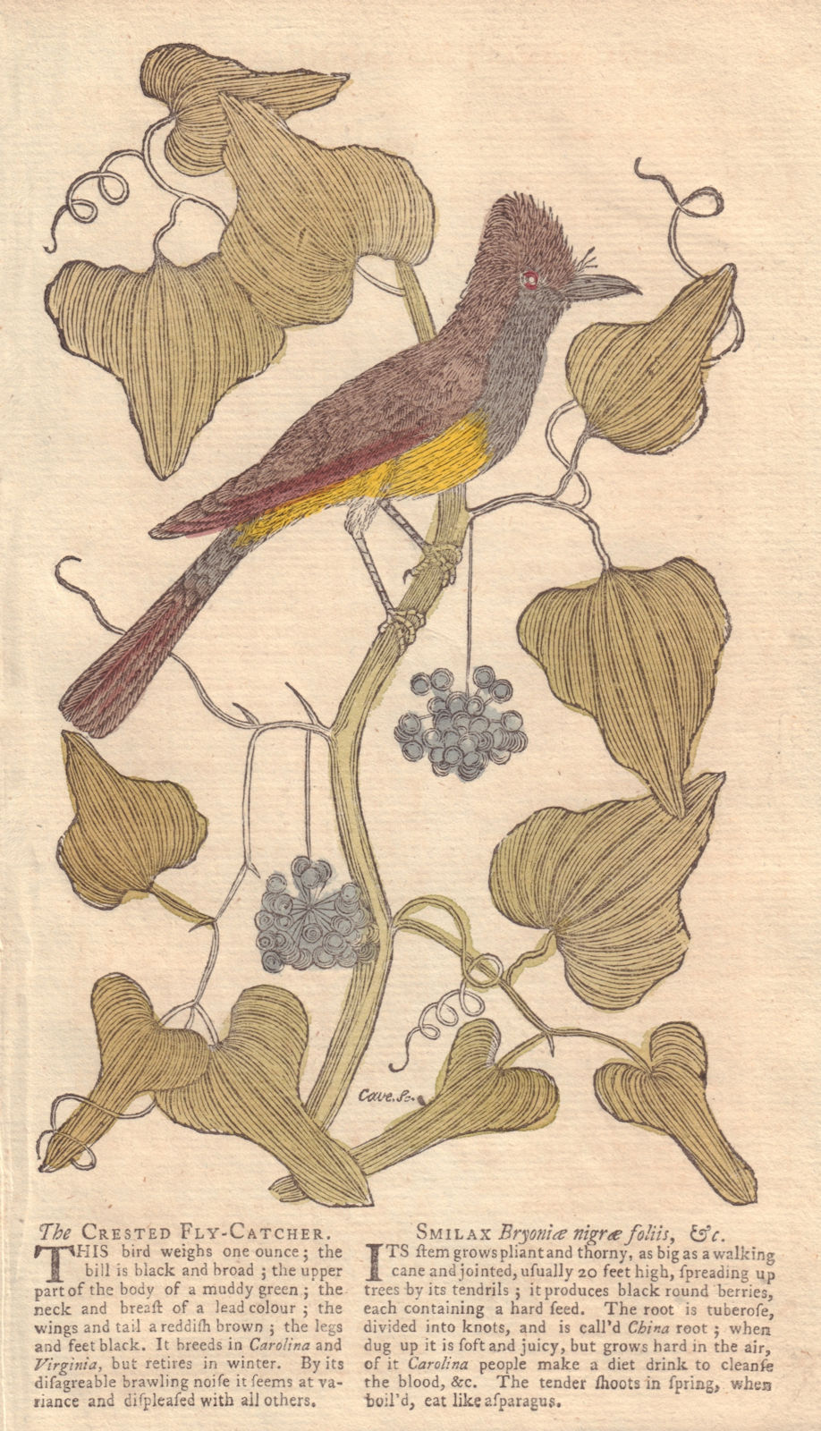 Crested Fly-Catcher. Smilax Bryonie nigre foliis Black Briony leaved Smilax 1752