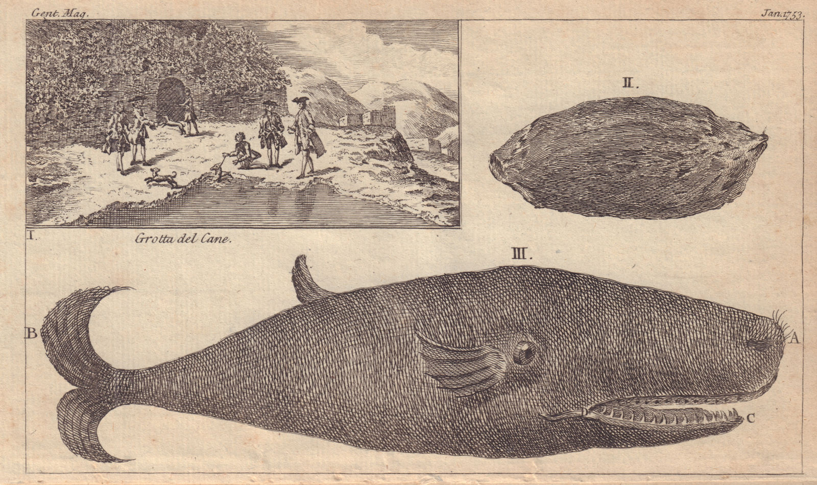 Grotta del Cane, Naples. The Egg Fish. The Spermaceti Whale. GENTS MAG 1753