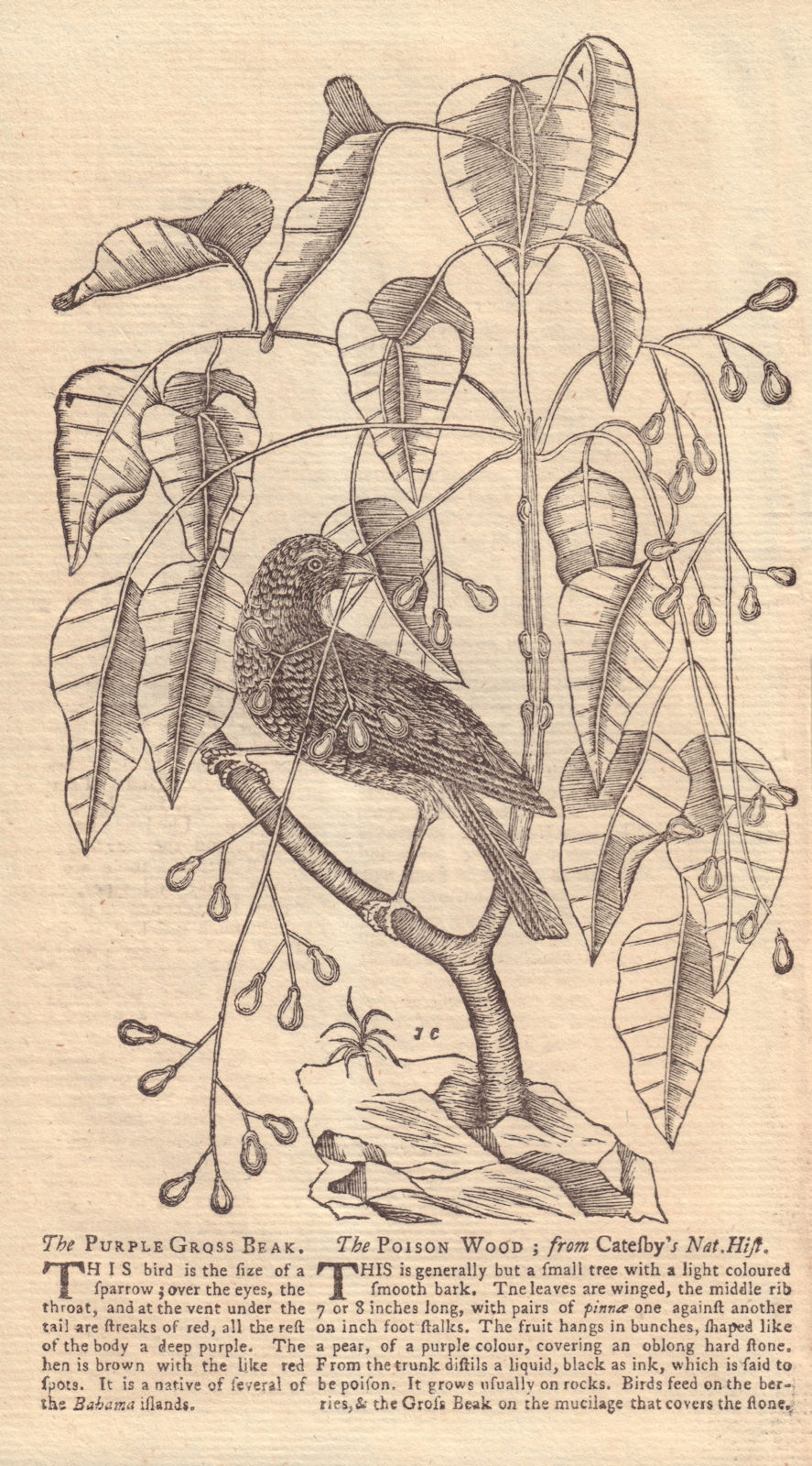 The Purple Gross Beak, a bird and a tree called the Poison Wood 1753 old print