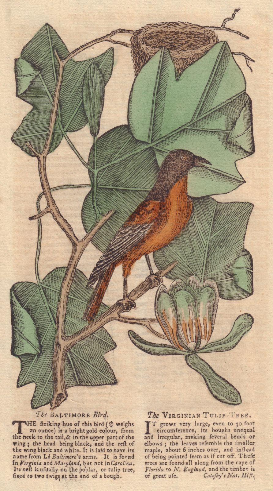 The Baltimore Bird and the Virginian Tulip Tree. GENTS MAG 1753 old print