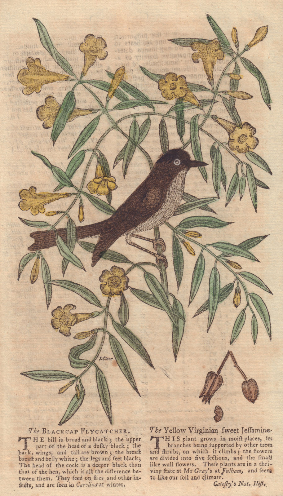 The Blackcap Flycatcher & The Yellow Virginian sweet Jessamine. Birds 1753