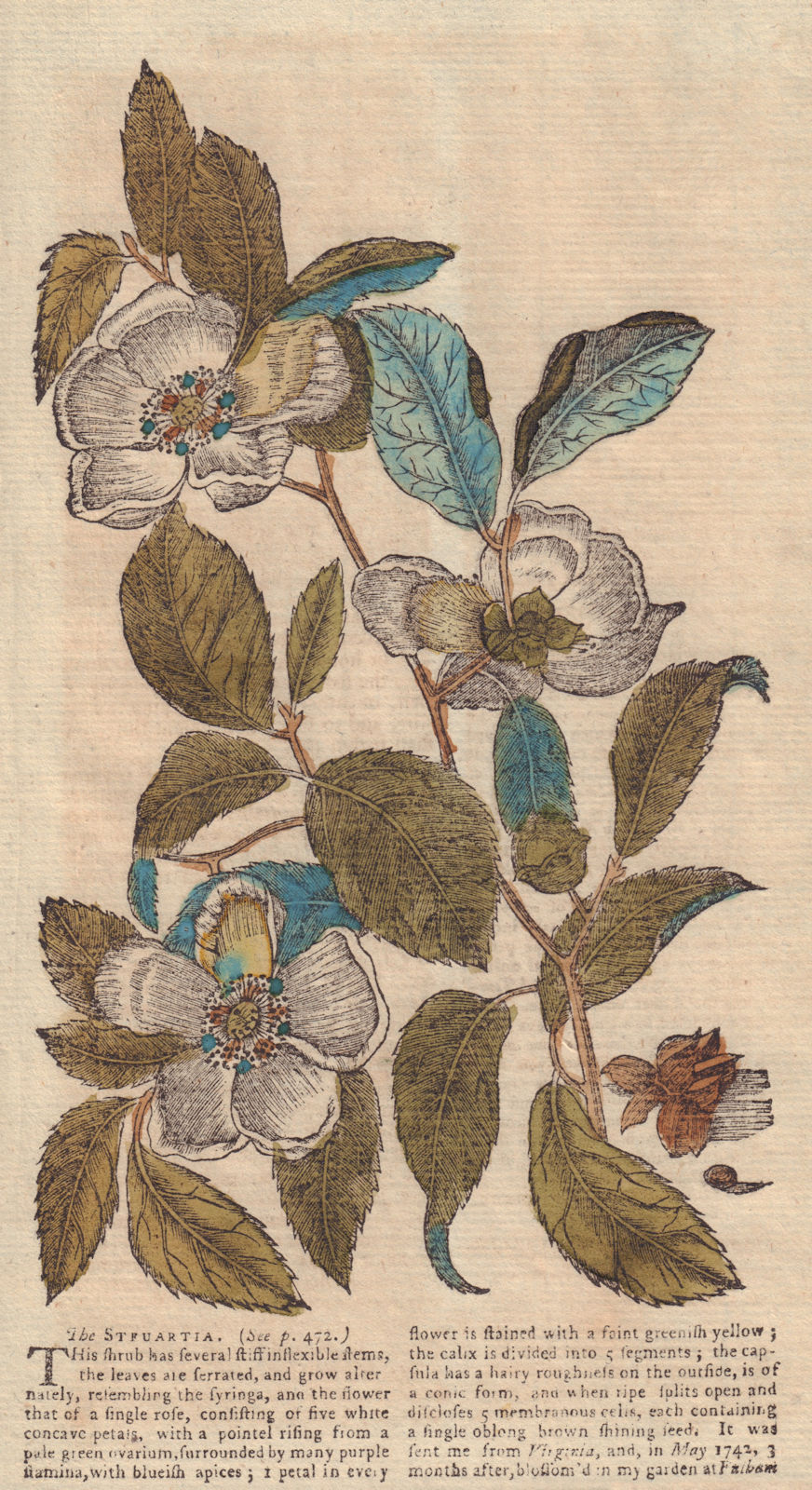 The Shrub The Steuartia (Malachodendrum). Flowers. GENTS MAG 1753 old print