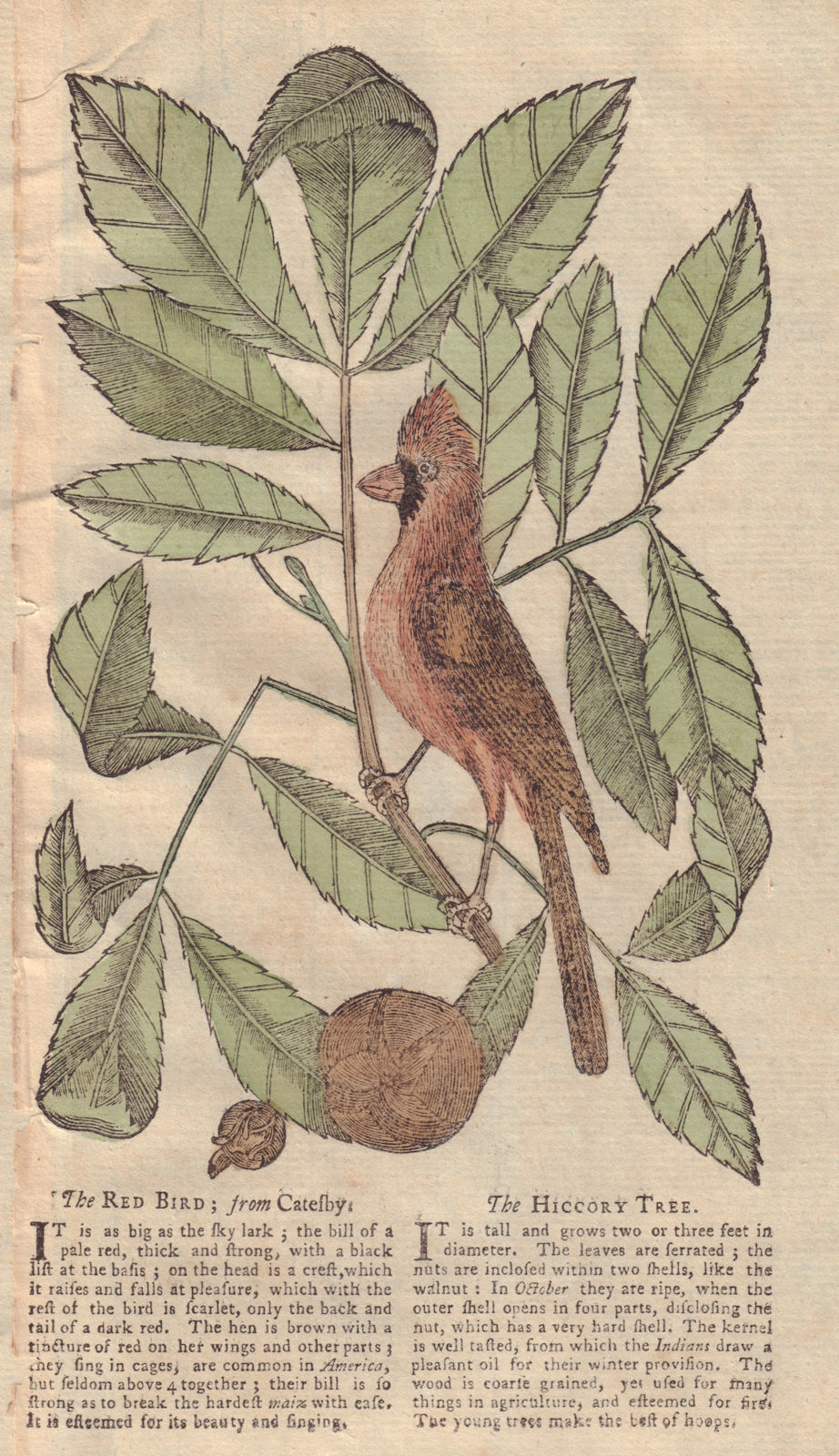 The Red Bird & The Hiccory Tree. GENTS MAG 1753 old antique print picture