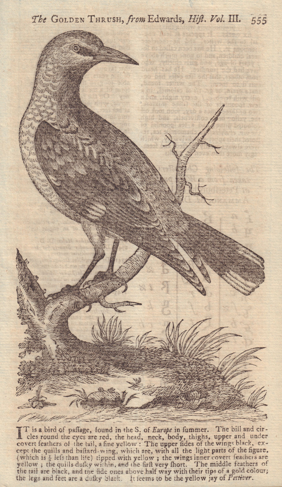 The Golden Thrush, from Edwards. Birds. GENTS MAG 1753 antique print