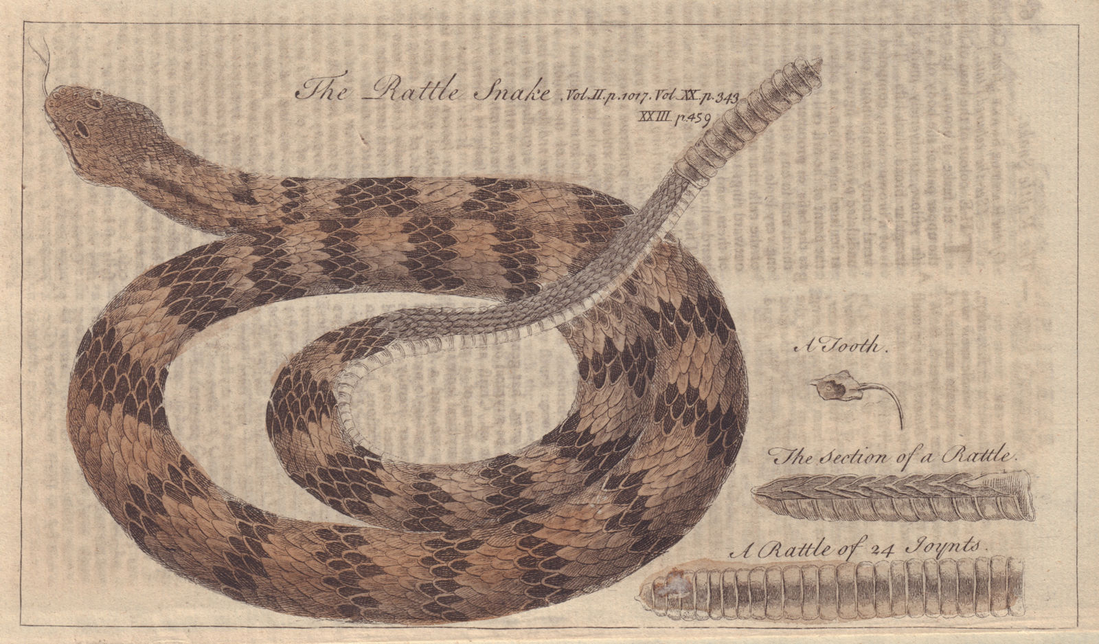 The Rattle Snake. Reptiles. GENTS MAG 1753 old antique vintage print picture