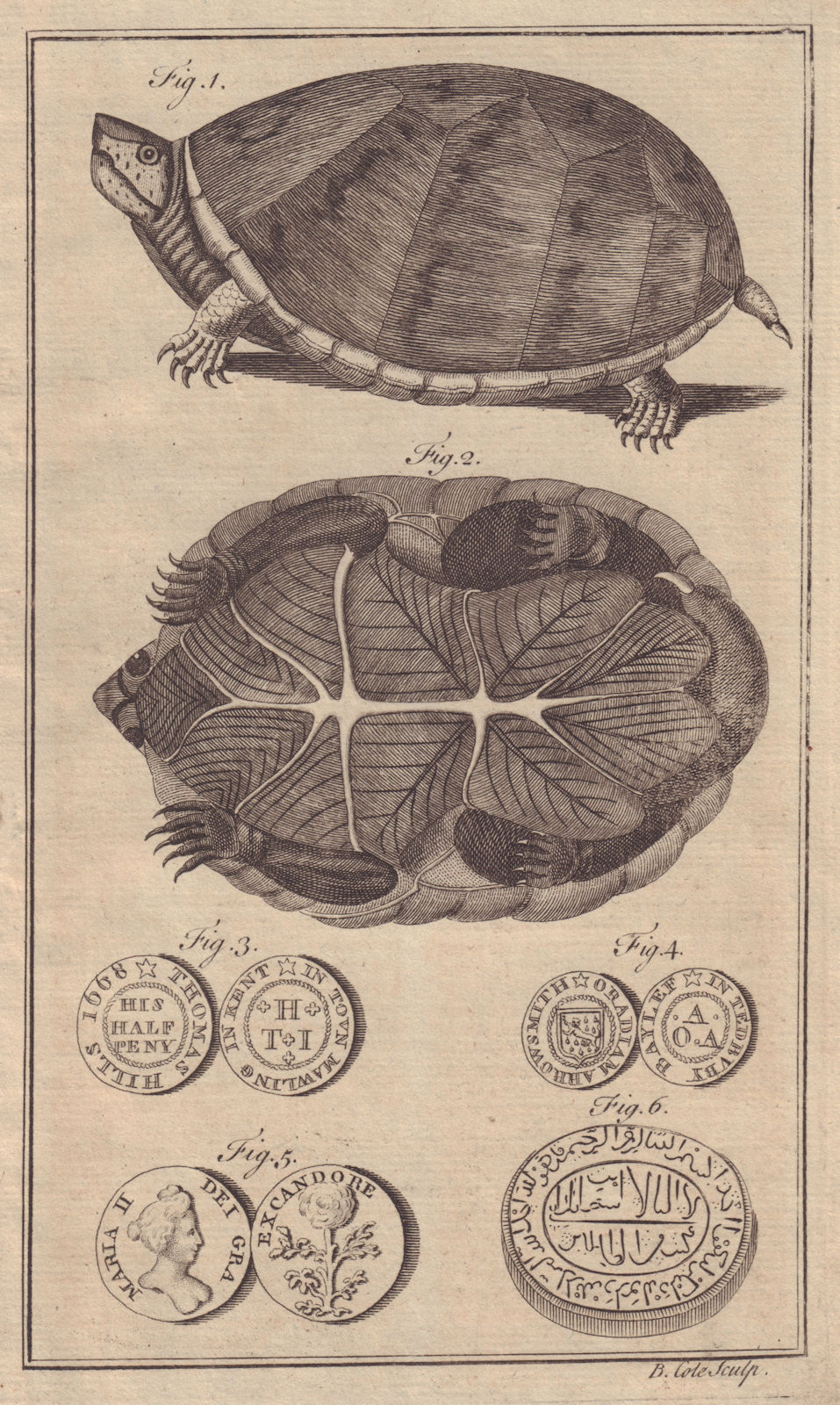 Pennsylvania tortoise. Thomas Hill Halfpenny Malling. Arabian Emerald 1758