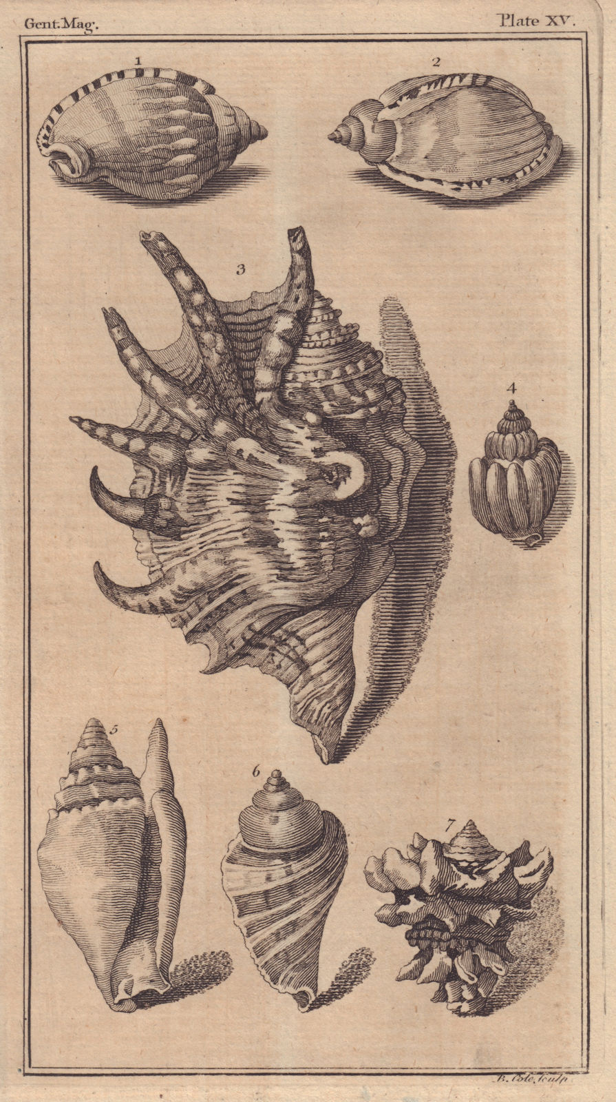A Series of Sea shells. Decorative. GENTS MAG 1758 old antique print picture