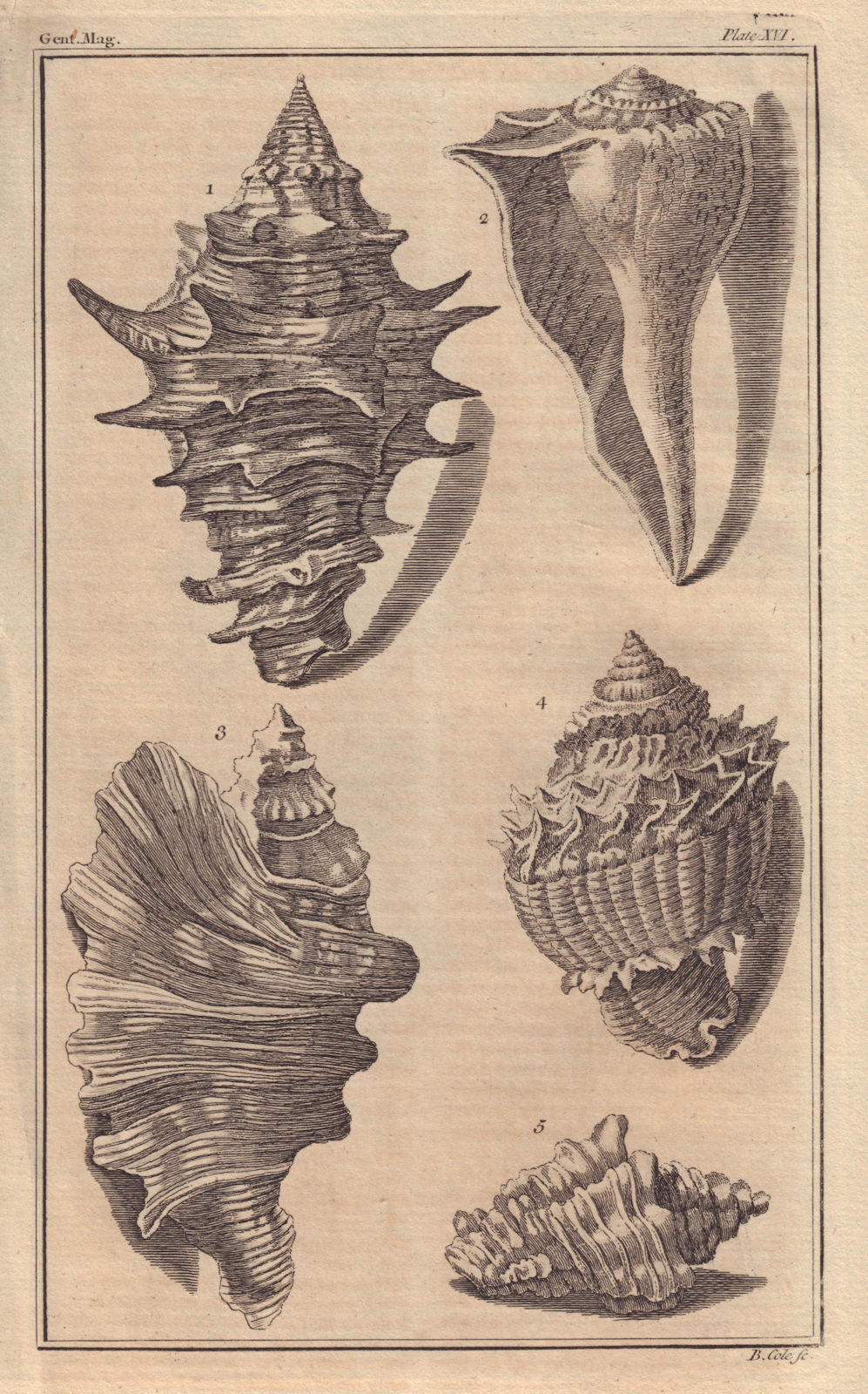 Sea shells. Volute. Rock. Wing. Decorative. GENTS MAG 1758 old antique print