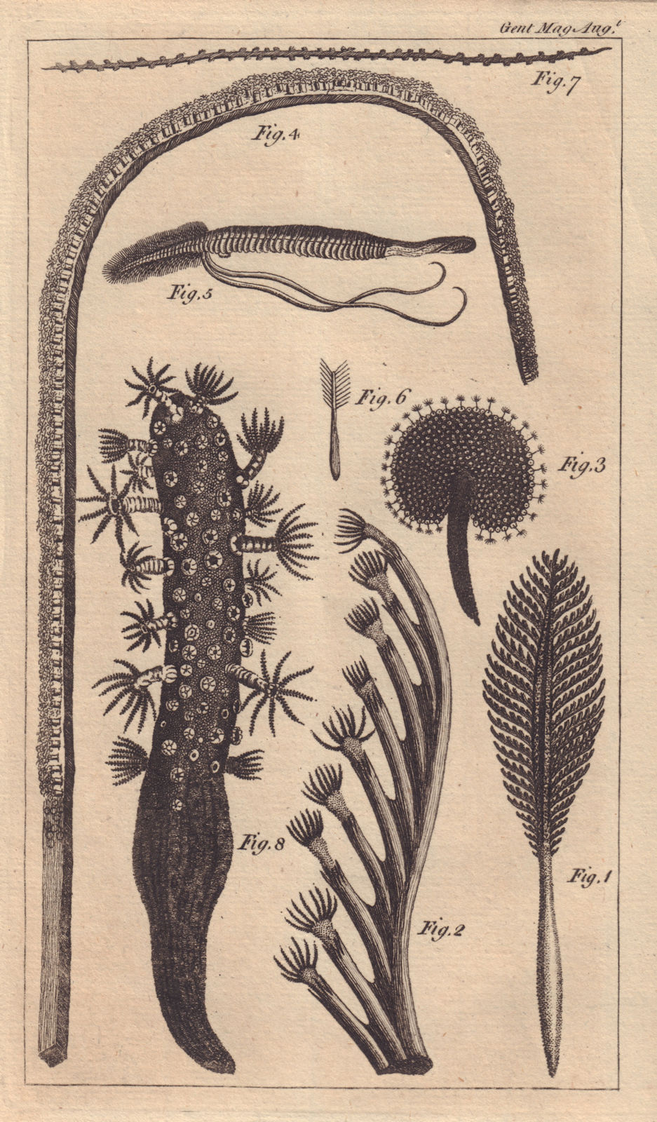 Associate Product Seven Species of the Zoophyte, called Sea Pen. Pennatula Phosphorea Filosa 1764