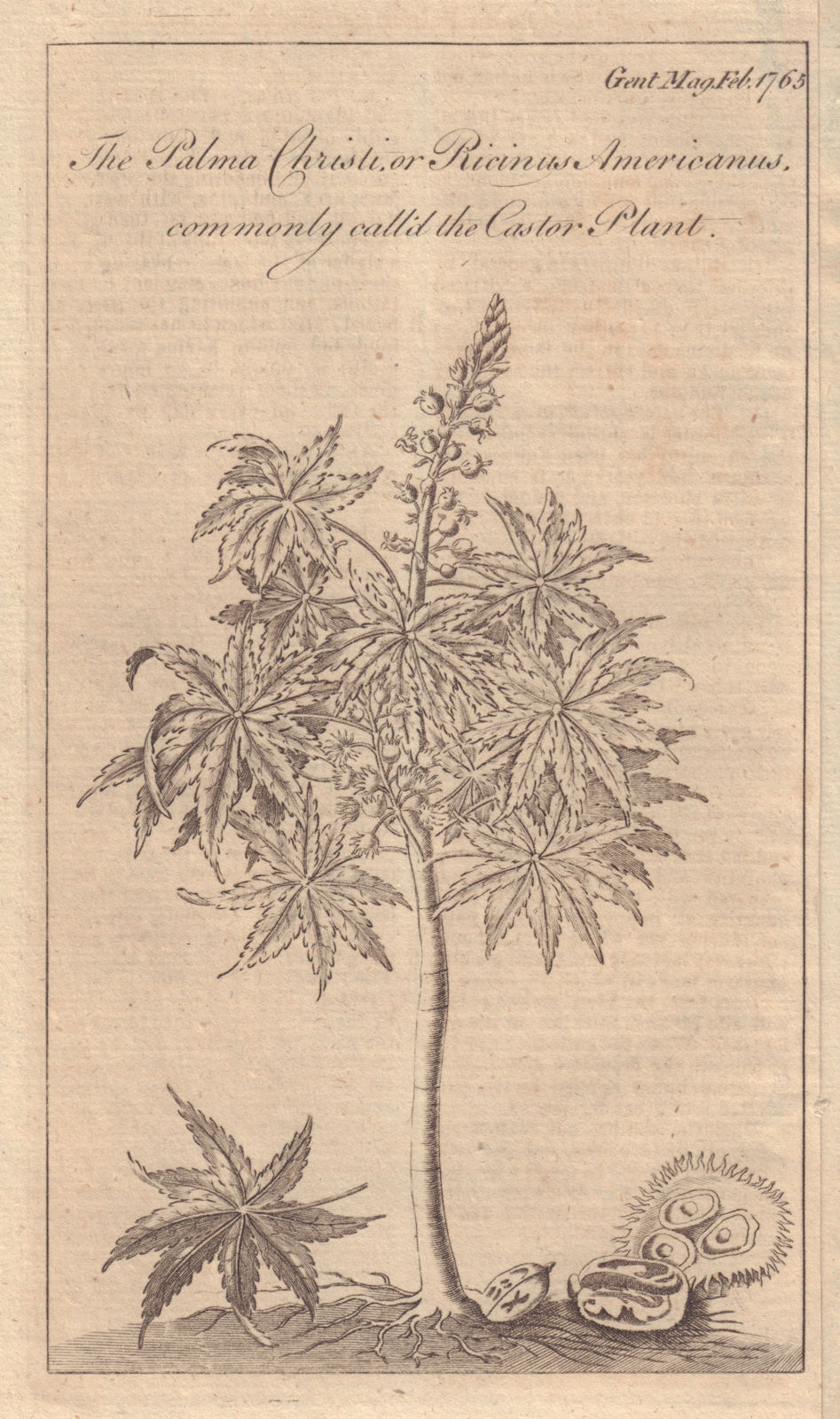 The Palma Christi or Ricinus Americanus commonly called the Castor Plant 1765