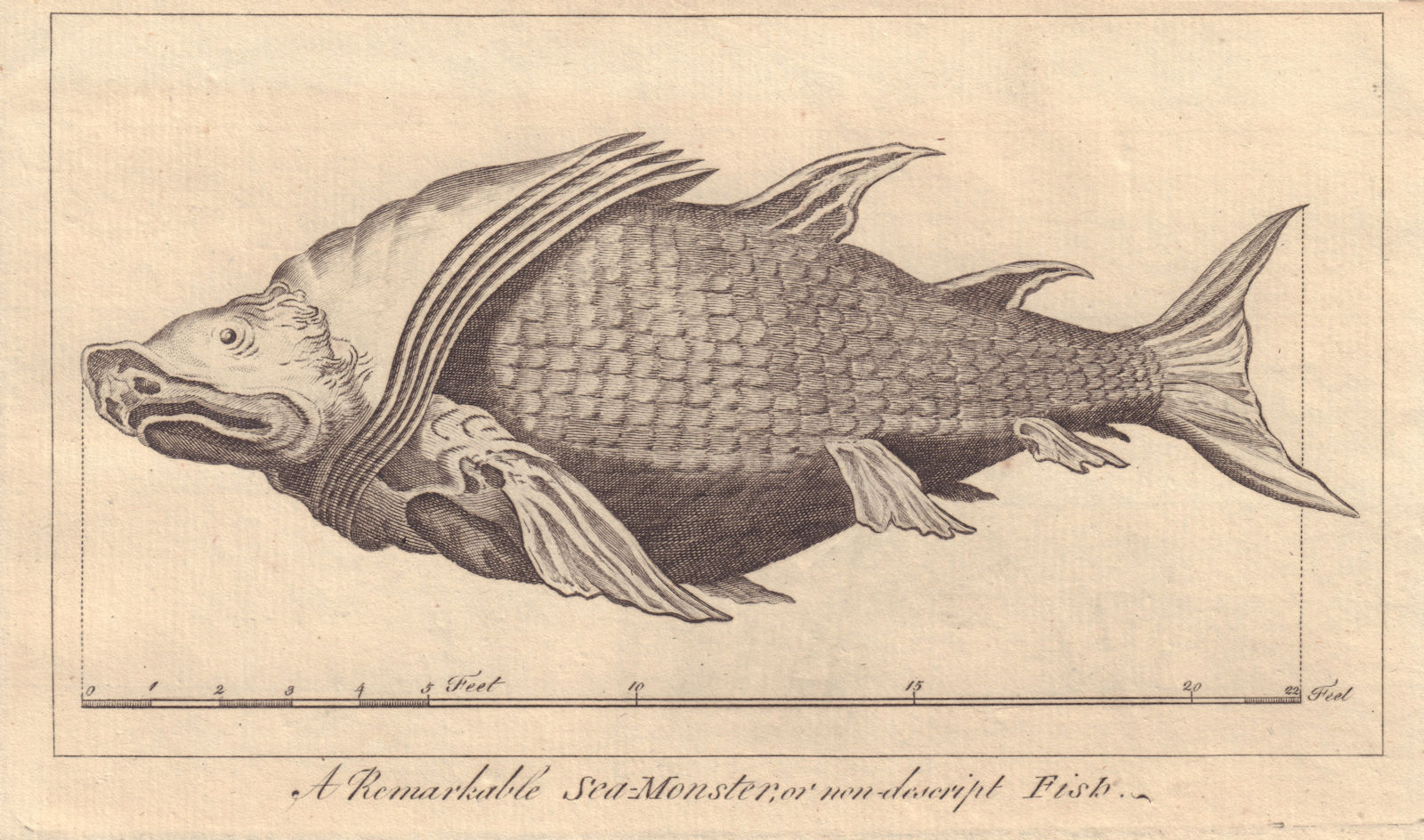 Associate Product A Remarkable Sea-Monster or non-described Fish taken in the Mediterranean 1766