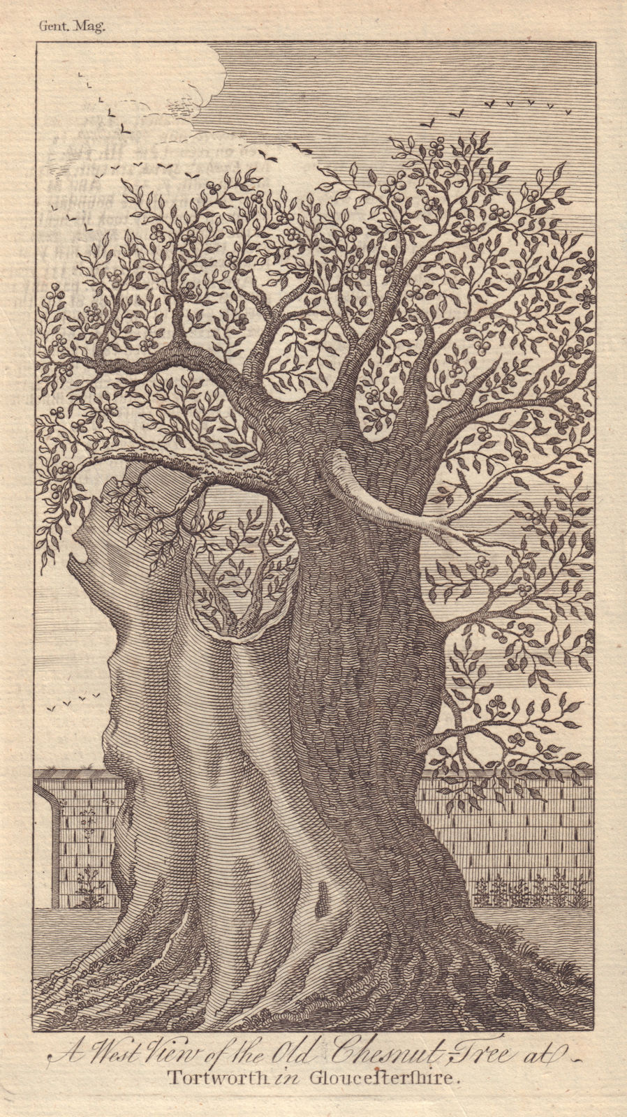 A west view of the Old Chestnut Tree at Tortworth in Gloucestershire 1766