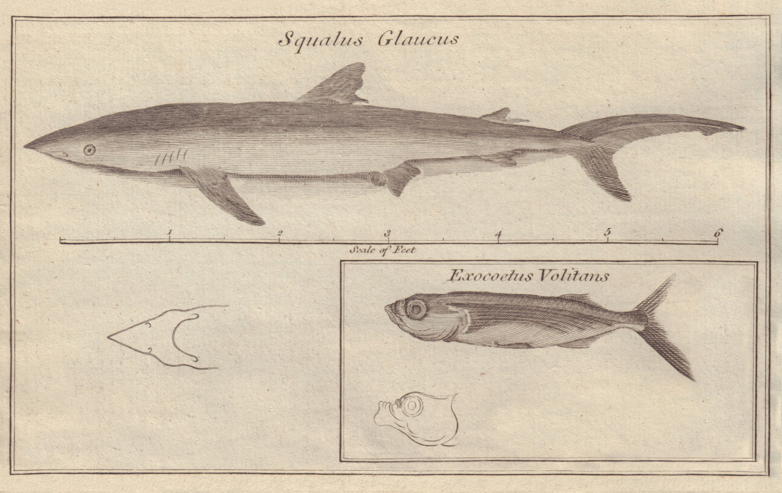 Squalus Glaucus (Blue Shark). Exocoetus Volitans (Flying Fish) 1779 old print