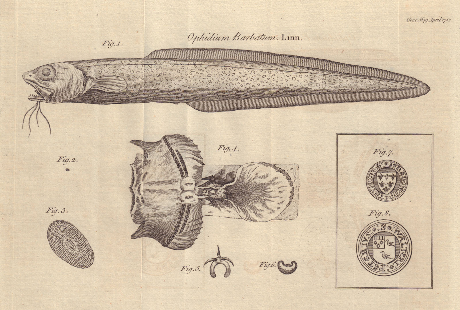 Associate Product Snake blenny (Ophidion barbatum) Seal S. Johan Drethumont. Walteri Peterius 1782