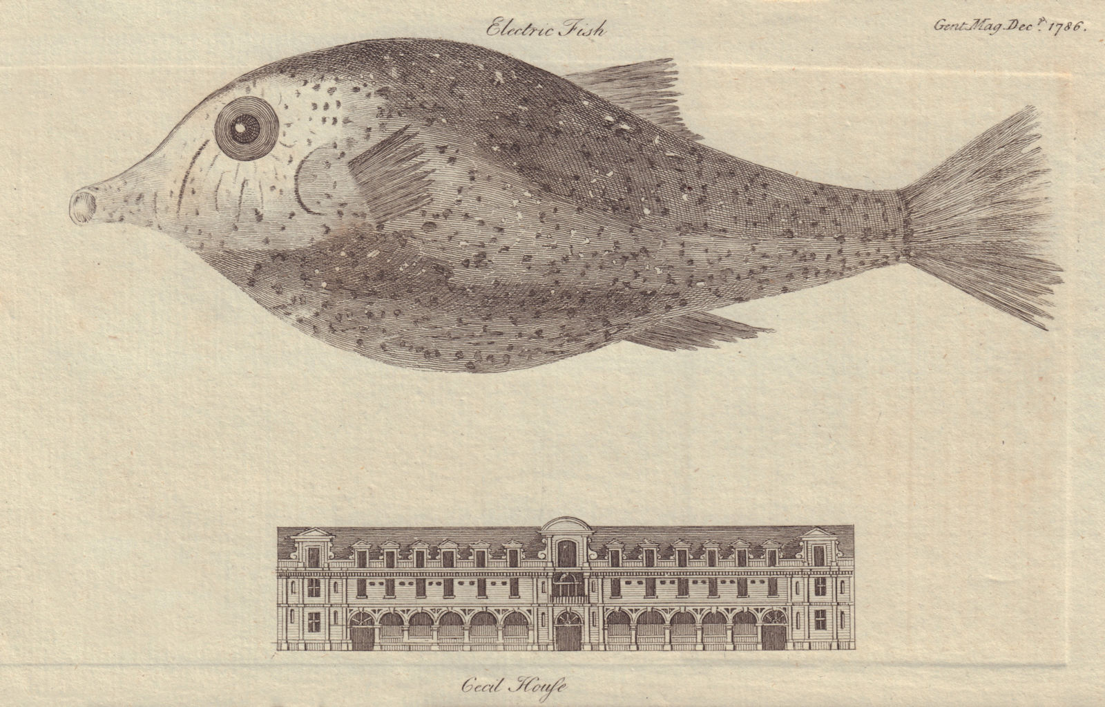 Electrical Fish. Elevation of old Cecil House in the Strand, Westminster 1786