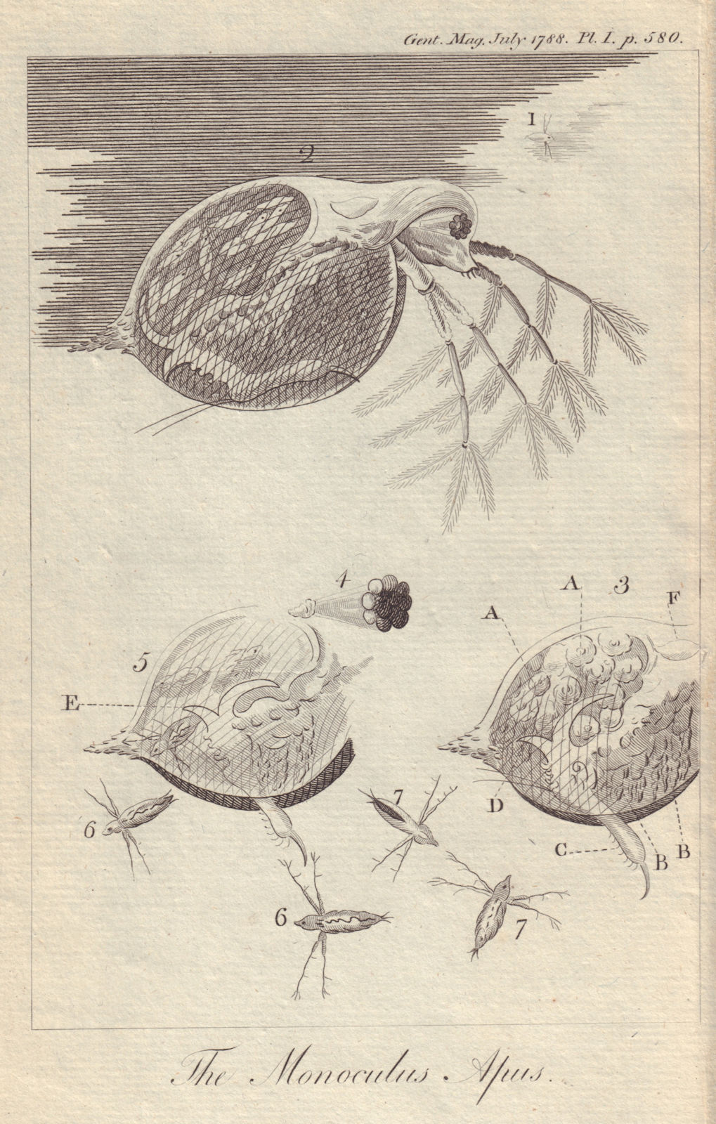 Associate Product Monoculus Apus. Lepidurus apus. Tadpole Shrimp. GENTS MAG 1788 old print