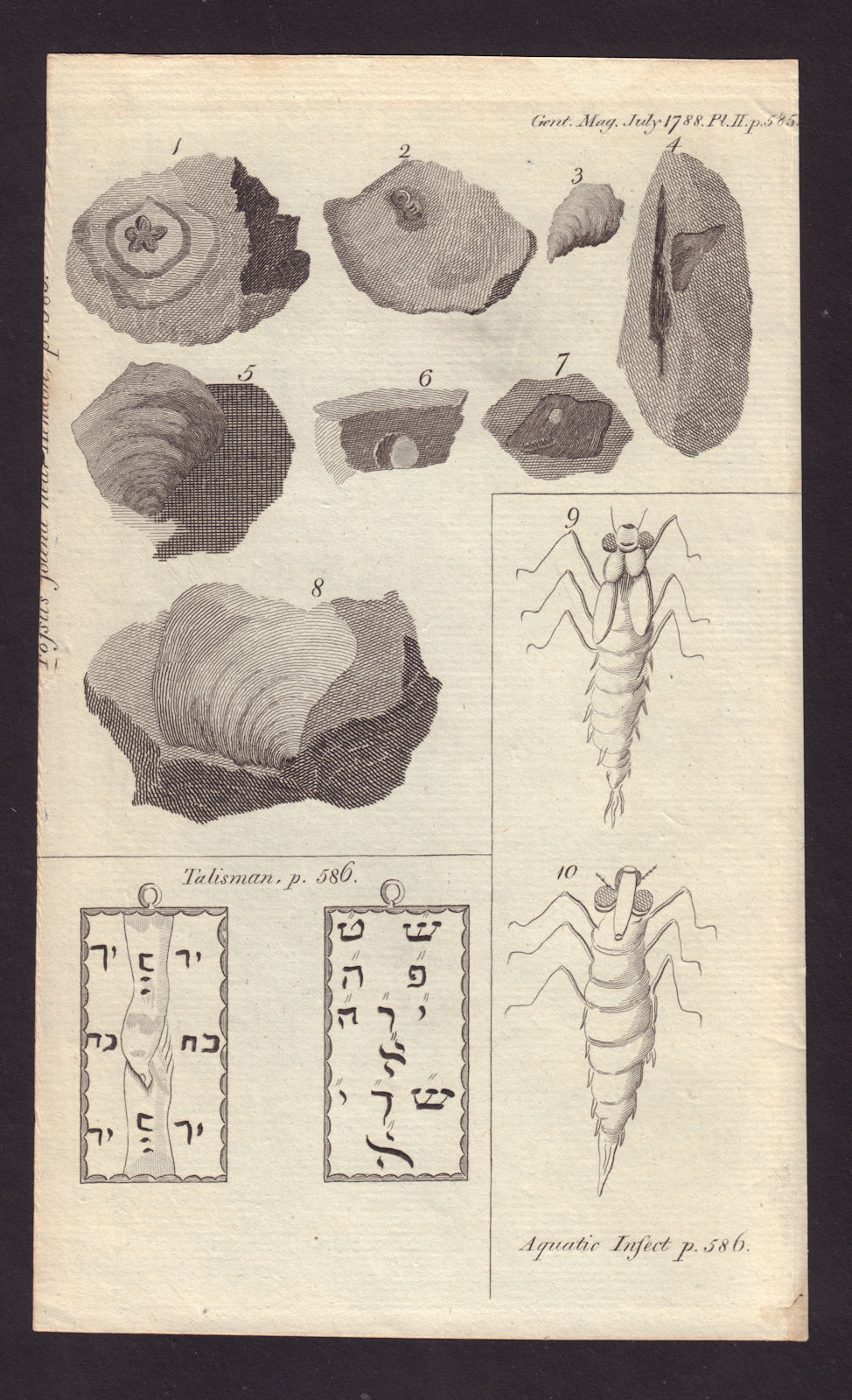 Middlesex Fossils. Dragon Fly. Hebrew Inscription found at Dulwich College 1788