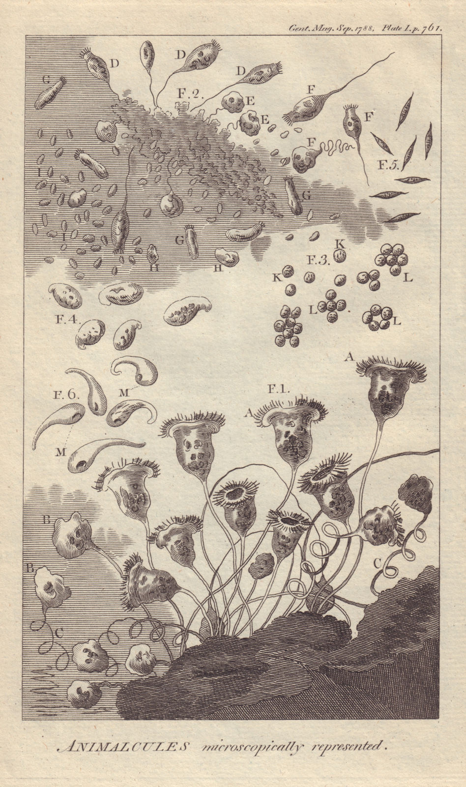 Associate Product Animalcules microscopically represented. Biology. GENTS MAG 1788 old print