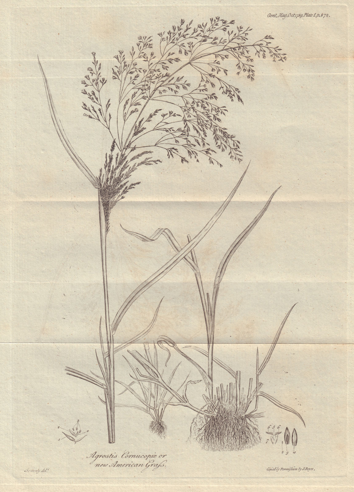 Agrostis Cornucopiae or new American Grass. Carolina Grass Plant 1789 print