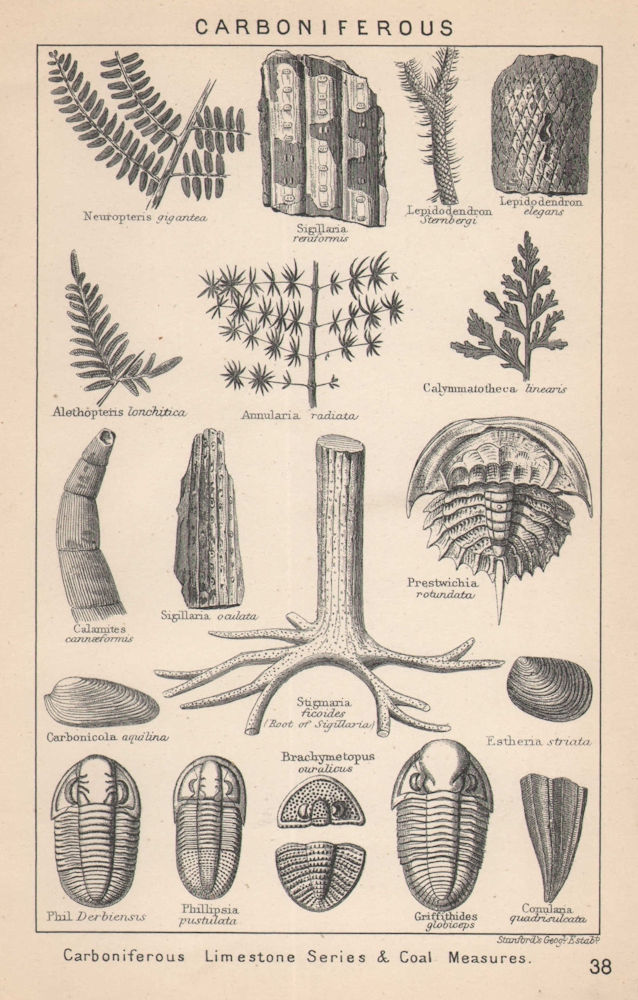 BRITISH FOSSILS. Carboniferous Limestone Series & Coal Measures. STANFORD 1907
