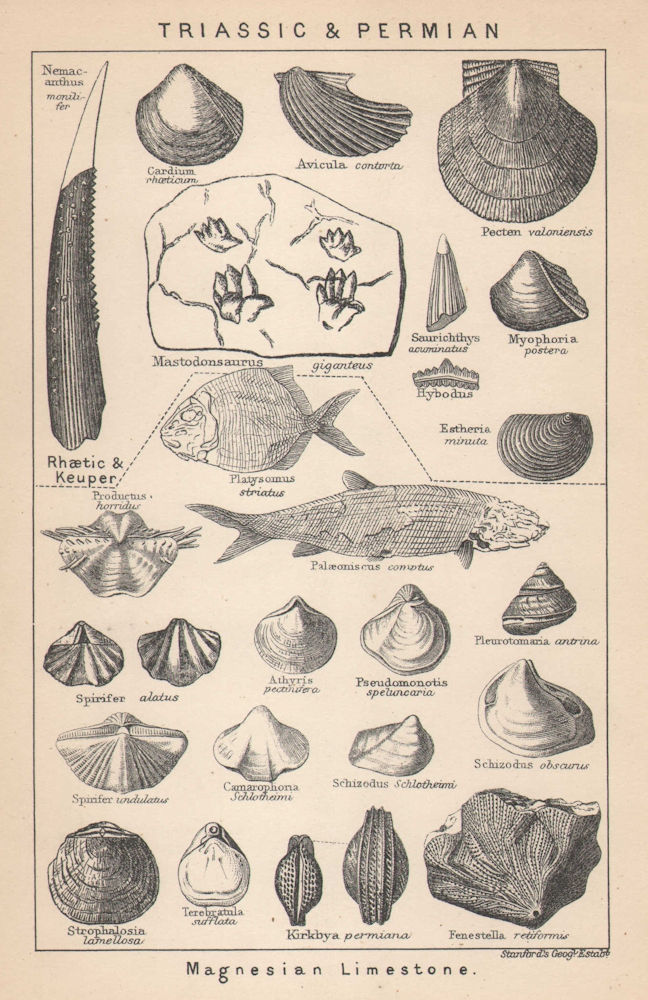 BRITISH FOSSILS. Triassic & Permian - Magnesian Limestone. STANFORD 1907 print