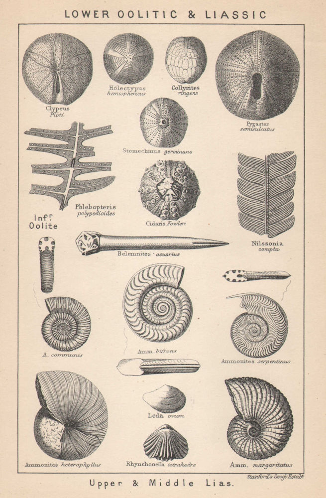 BRITISH FOSSILS. Lower Oolitic & Liassic - Upper and Middle Lias. STANFORD 1907