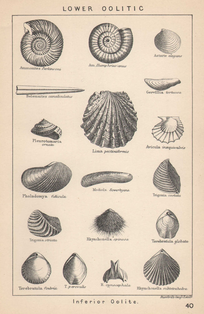Associate Product BRITISH FOSSILS. Lower Oolitic - Inferior Oolite. STANFORD 1907 old print