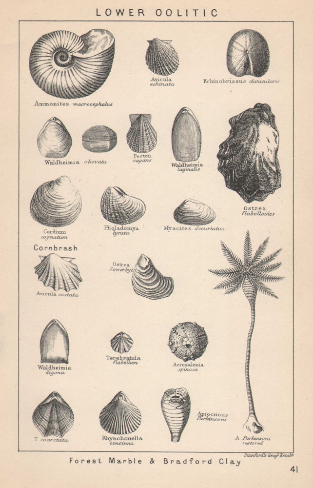 Associate Product BRITISH FOSSILS. Lower Oolitic - Forest Marble & Bradford Clay. STANFORD 1907