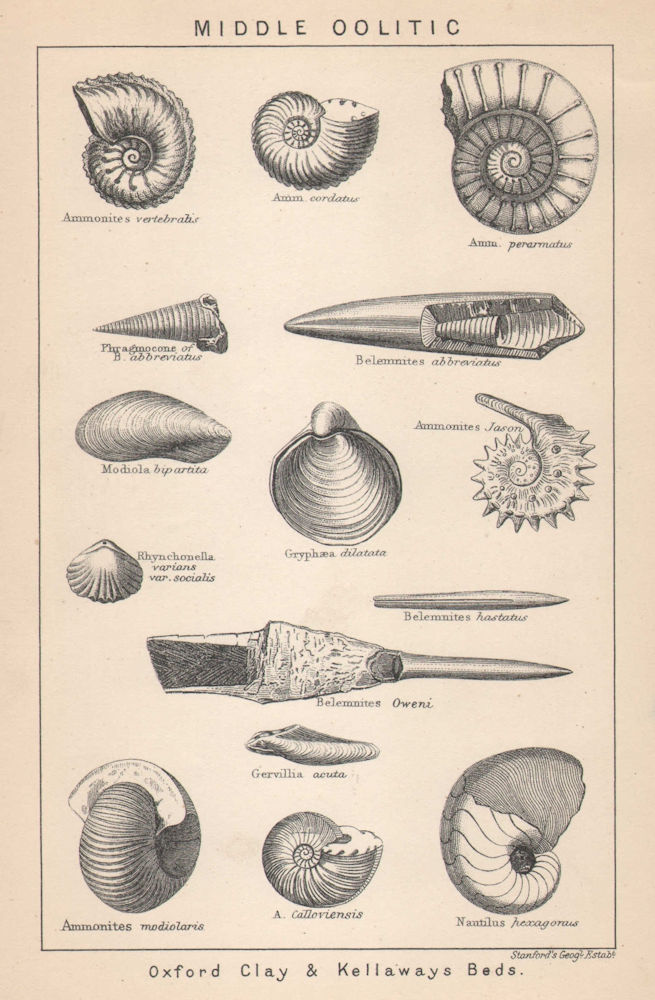 BRITISH FOSSILS. Middle Oolitic - Oxford Clay & Kellaways Beds. STANFORD 1907