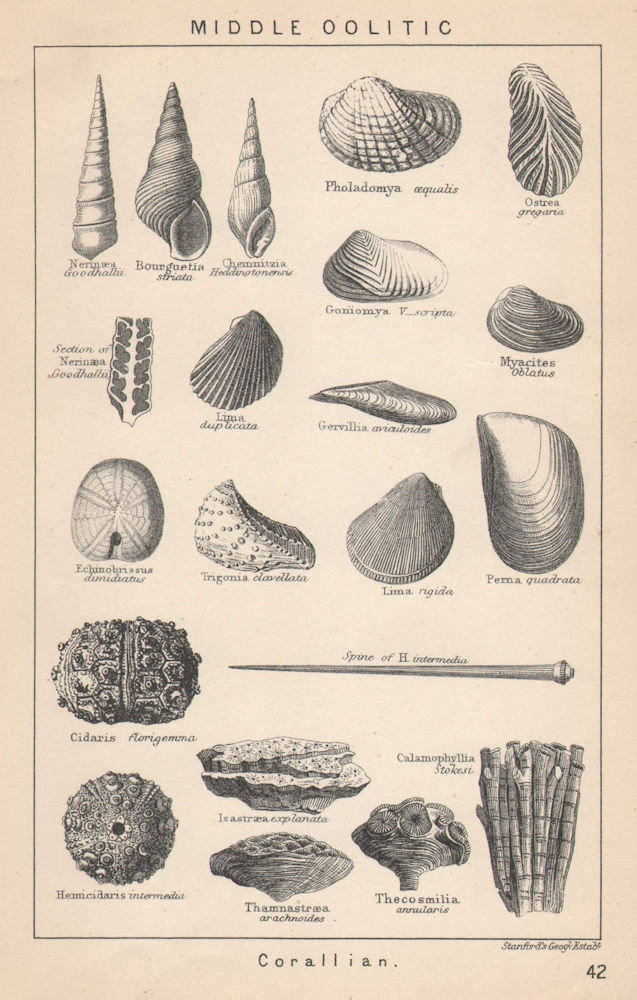 Associate Product BRITISH FOSSILS. Middle Oolitic - Corallian. STANFORD 1907 old antique print