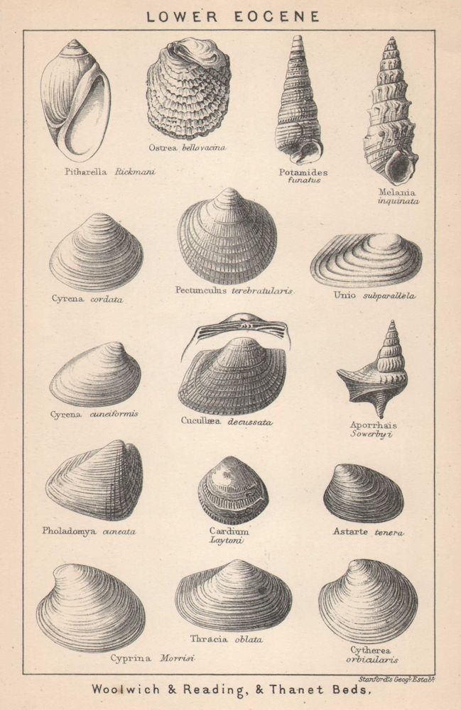 Associate Product BRITISH FOSSILS. Lower Eocene - Woolwich & Reading, & Thanet Beds. STANFORD 1907