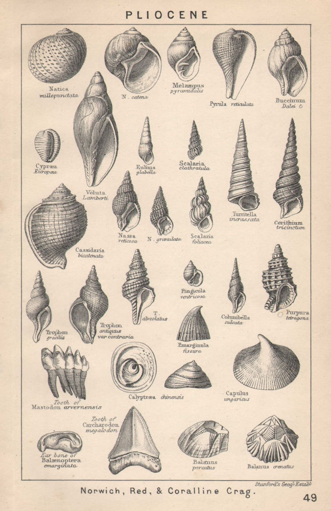 Associate Product BRITISH FOSSILS. Pliocene - Norwich, Red, & Coralline Crag (2). STANFORD 1907