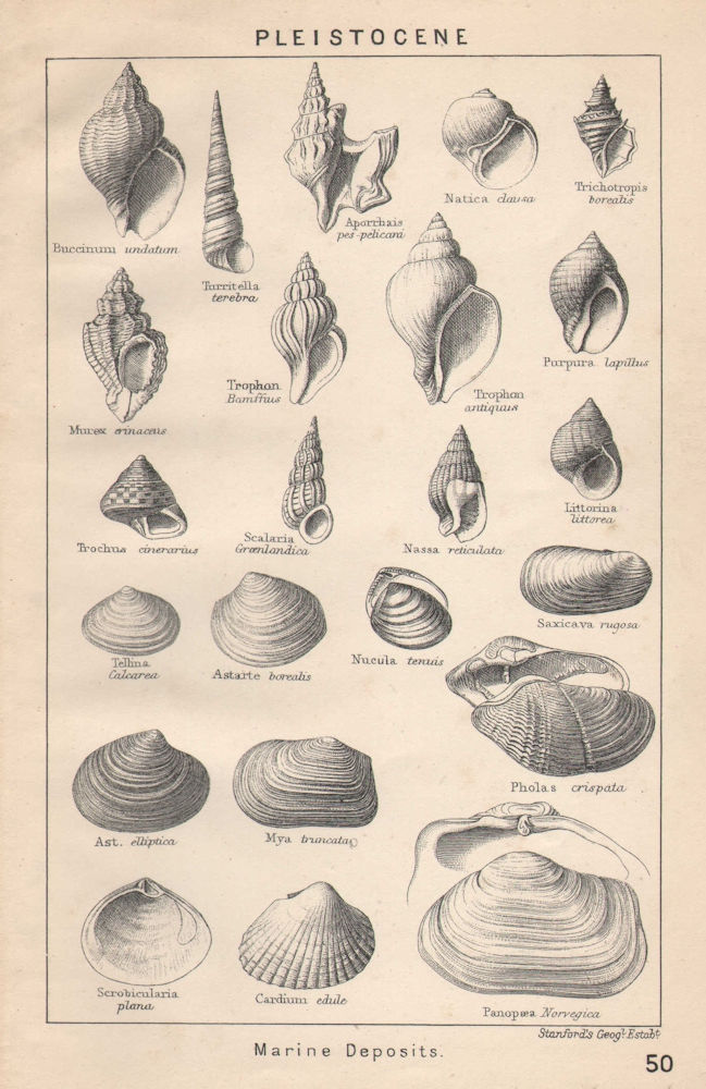Associate Product BRITISH FOSSILS. Pleistocene - Marine Deposits. STANFORD 1907 old print
