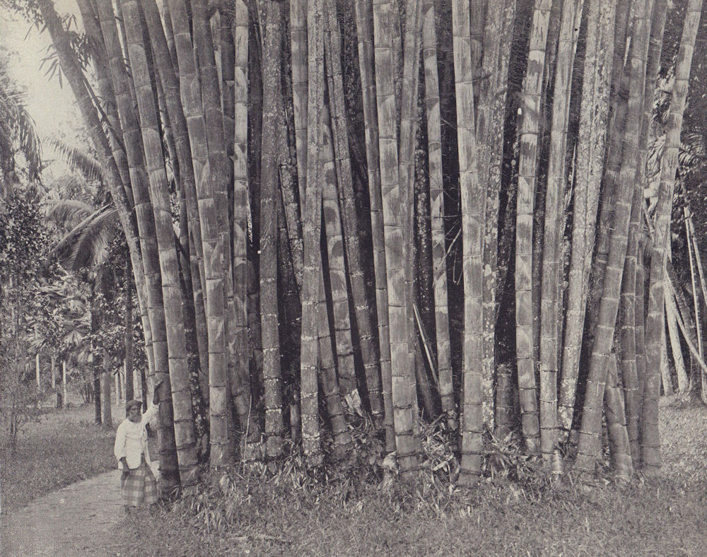 The bamboos of the Coromandel Coast. India. STODDARD 1895 old antique print