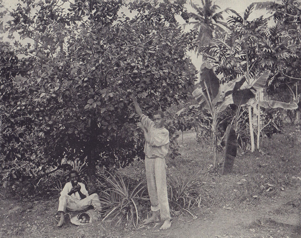 Orange Pickers, Jamaica. STODDARD 1895 old antique vintage print picture