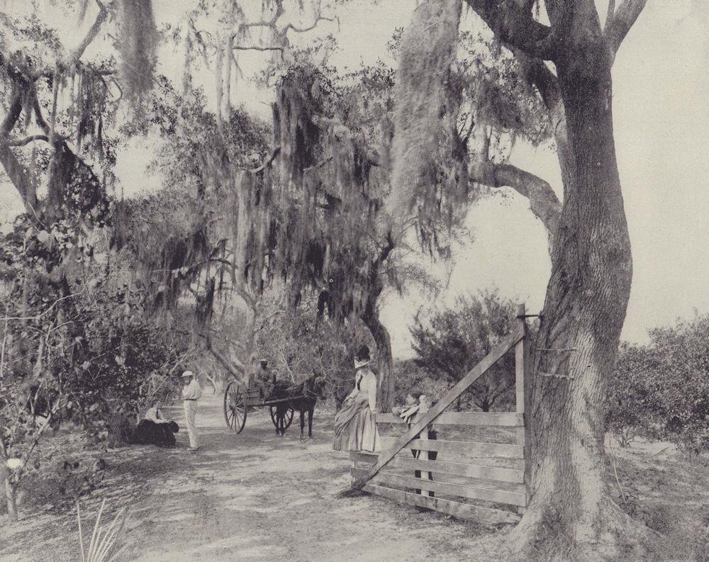 The Ormond Beach road, Halifax River, Florida. STODDARD 1895 old antique print