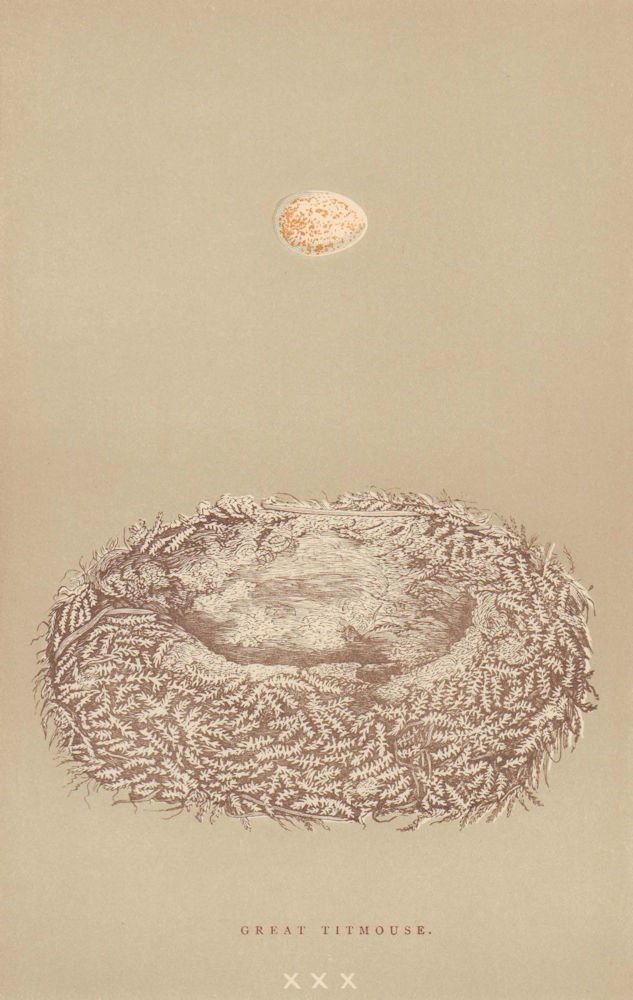 BRITISH BIRD EGGS & NESTS. Great Titmouse. MORRIS 1896 old antique print