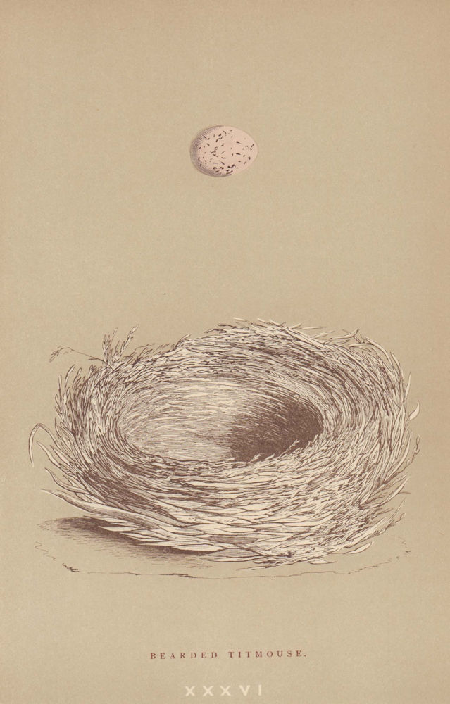 BRITISH BIRD EGGS & NESTS. Bearded Titmouse. MORRIS 1896 old antique print