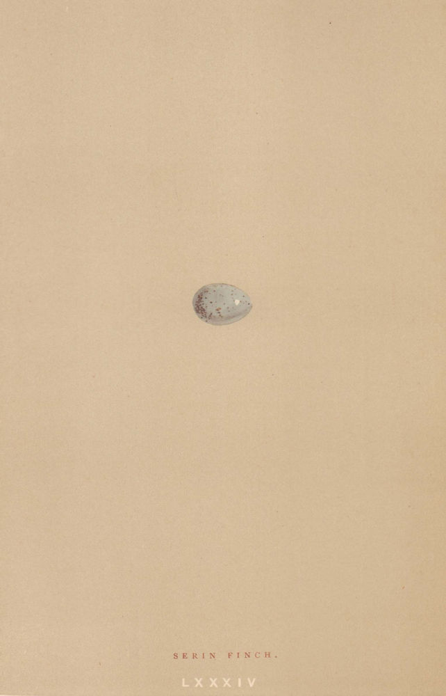 BRITISH BIRD EGGS. Serin Finch. MORRIS 1896 old antique vintage print picture