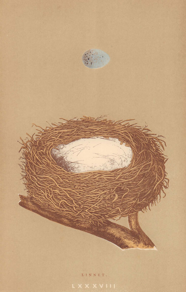 BRITISH BIRD EGGS & NESTS. Linnet. MORRIS 1896 old antique print picture