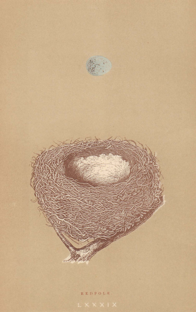 BRITISH BIRD EGGS & NESTS. Redpole. MORRIS 1896 old antique print picture